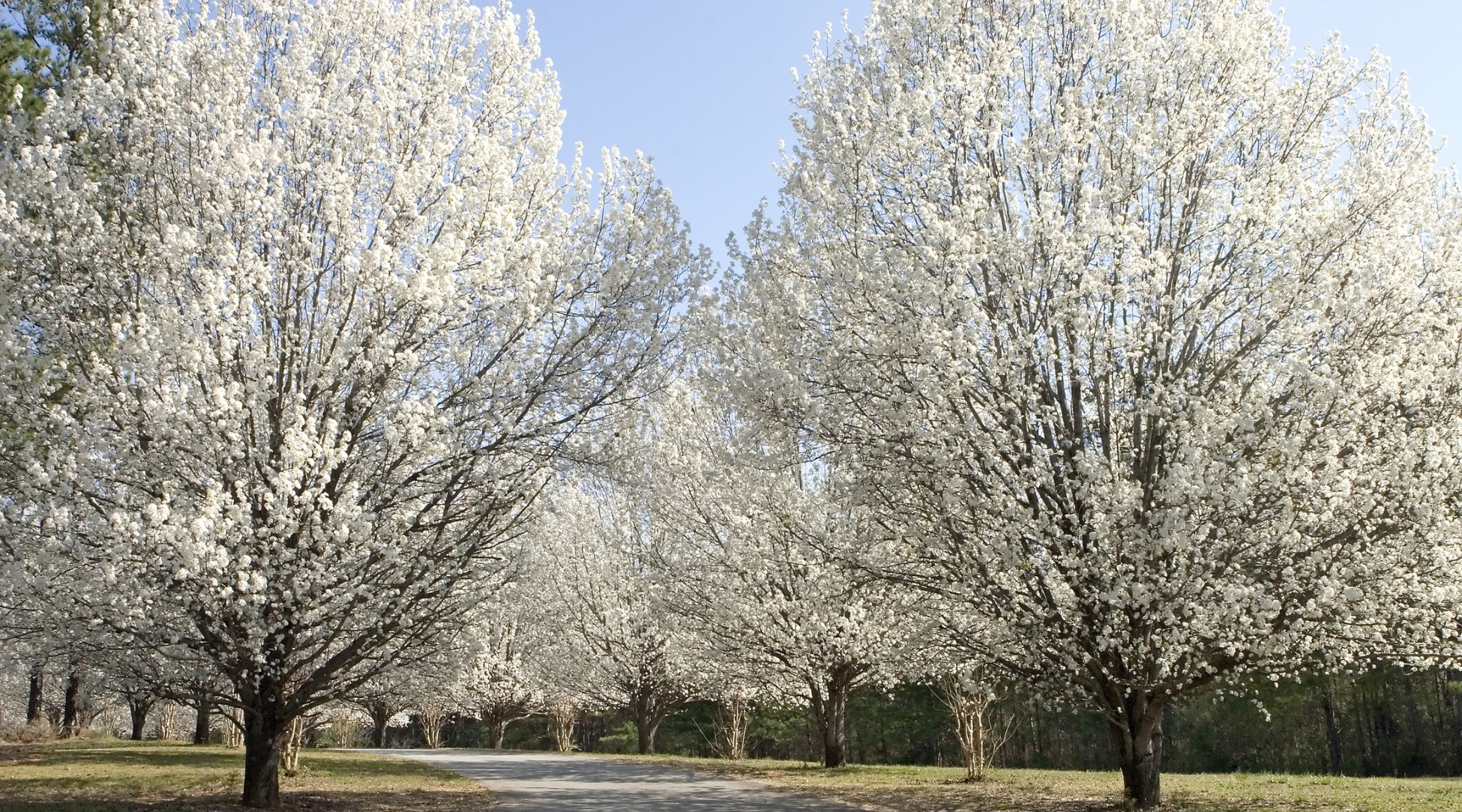 A lo largo del camino, varios árboles majestuosos se exhiben por completo, sus ramas se extienden anchas y altas.  Estos árboles son abundantes con innumerables flores blancas que forman un impresionante contraste con su corteza oscura. 