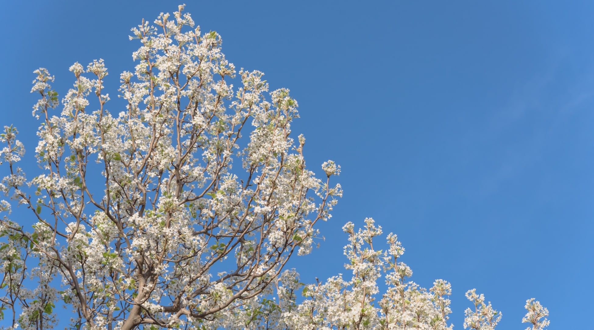 De pie contra el fondo del cielo azul, la parte superior de un árbol de flores blancas está cubierta de flores blancas.  Las ramas gruesas y retorcidas del árbol crean una vista impresionante, haciendo de este árbol una maravilla natural para la vista.