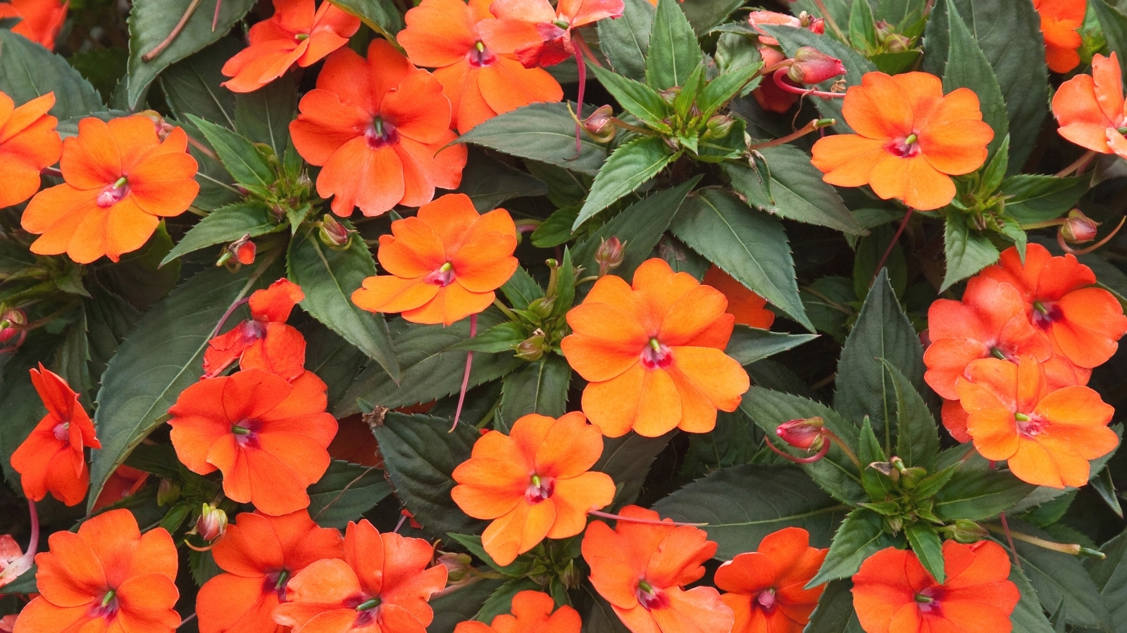 Varias plantas de Impatiens presentan llamativas flores de cinco pétalos que son de color rojo anaranjado.  Las hojas son de forma ovalada con bordes dentados y extremos puntiagudos y tienen un color verde oscuro.