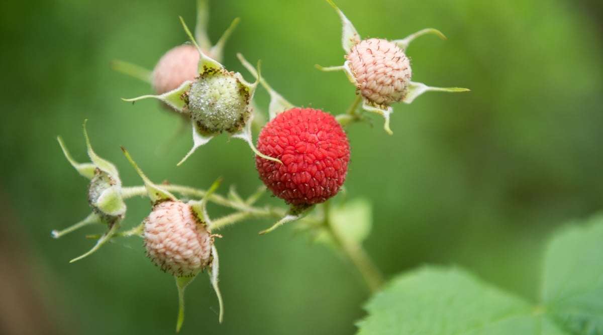 Primer plano de frutos agregados grandes, rojos, parecidos a frambuesas que están compuestos de muchas drupas pequeñas y jugosas.  Sus tallos son delgados y de color verde. 