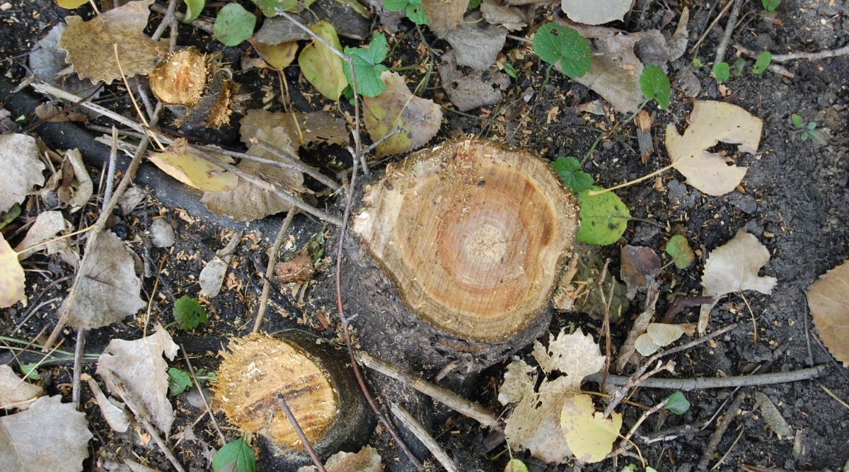 Vista aérea de un tocón de árbol de un pequeño árbol invasivo.  Varias hojas muertas están en el suelo del bosque entre unas pocas hojas verdes.  El suelo es húmedo y oscuro.