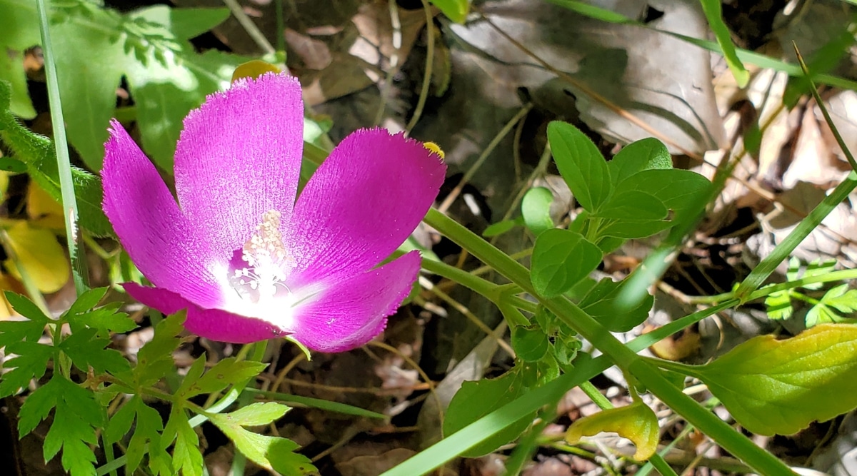 Primer plano de una planta cultivada en el suelo.  Su flor tiene cinco pétalos de color púrpura que se fusionan en la base y se abren para formar una forma de copa.  Las hojas son profundamente lobuladas y de color verde. 
