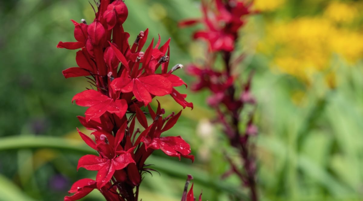 Primer plano de un tallo alto de flores rojas con flores de color rojo brillante, en forma de estrella.  Otro tallo con las mismas flores rojas crece entre otras plantas en el fondo borroso.