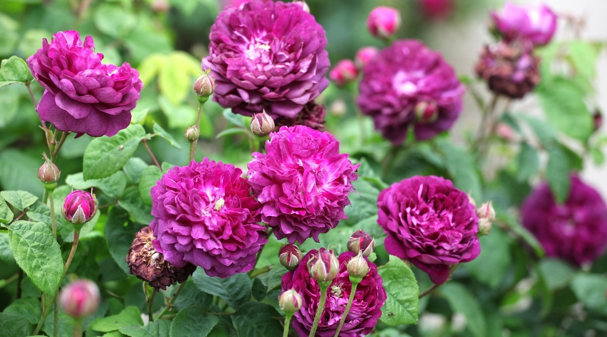 Primer plano de un floreciente rosal 'Cardenal de Richelieu' en un jardín soleado.  El arbusto es exuberante, tiene hojas pinnadas compuestas que consisten en hojas verdes ovaladas con bordes dentados.  Las flores son grandes, dobles, de color púrpura oscuro con una roseta en forma de copa.