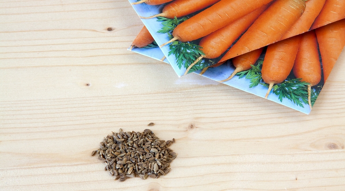 Primer plano de semillas de zanahoria y bolsitas de semillas de zanahoria sobre una mesa de madera clara.  Las semillas de zanahoria son pequeñas, ovaladas, de color marrón con una superficie ligeramente rugosa.  Las bolsas de semillas tienen una imagen de zanahorias maduras.