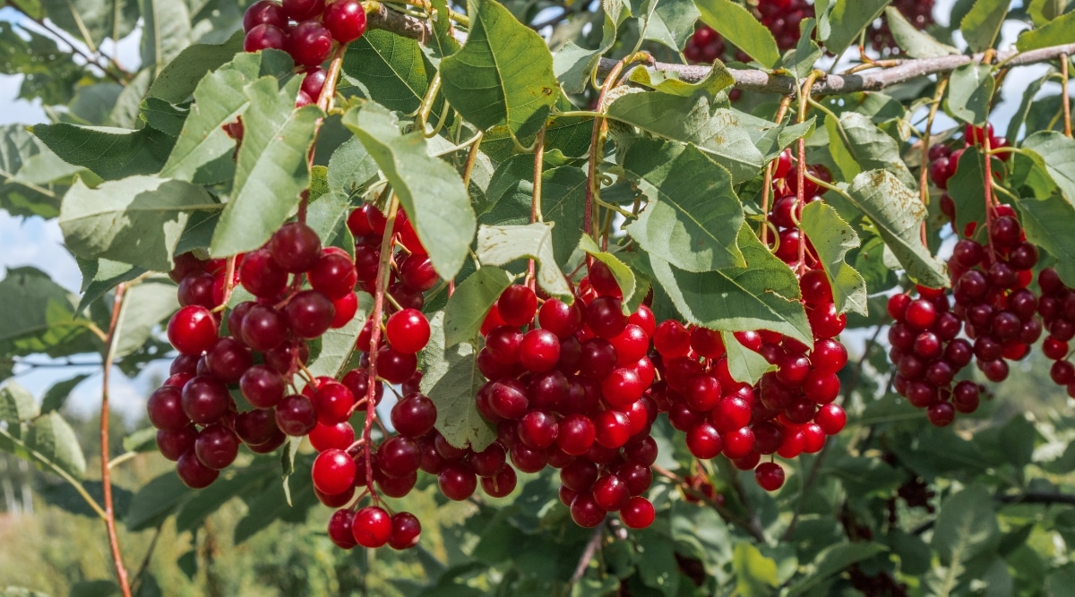 Un primer plano de Chokecherry muestra sus racimos de vibrantes bayas rojas, que brillan al sol.  Las hojas son exuberantes y verdes, proporcionando un hermoso contraste con las bayas rojas.  Las ramas son delgadas y de color gris claro.