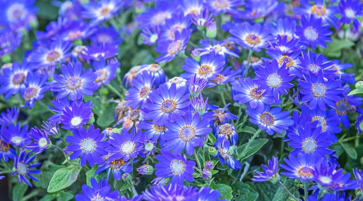 Primer plano de docenas de flores de color azul brillante con pétalos largos y ovalados que rodean un gran centro amarillo parduzco.