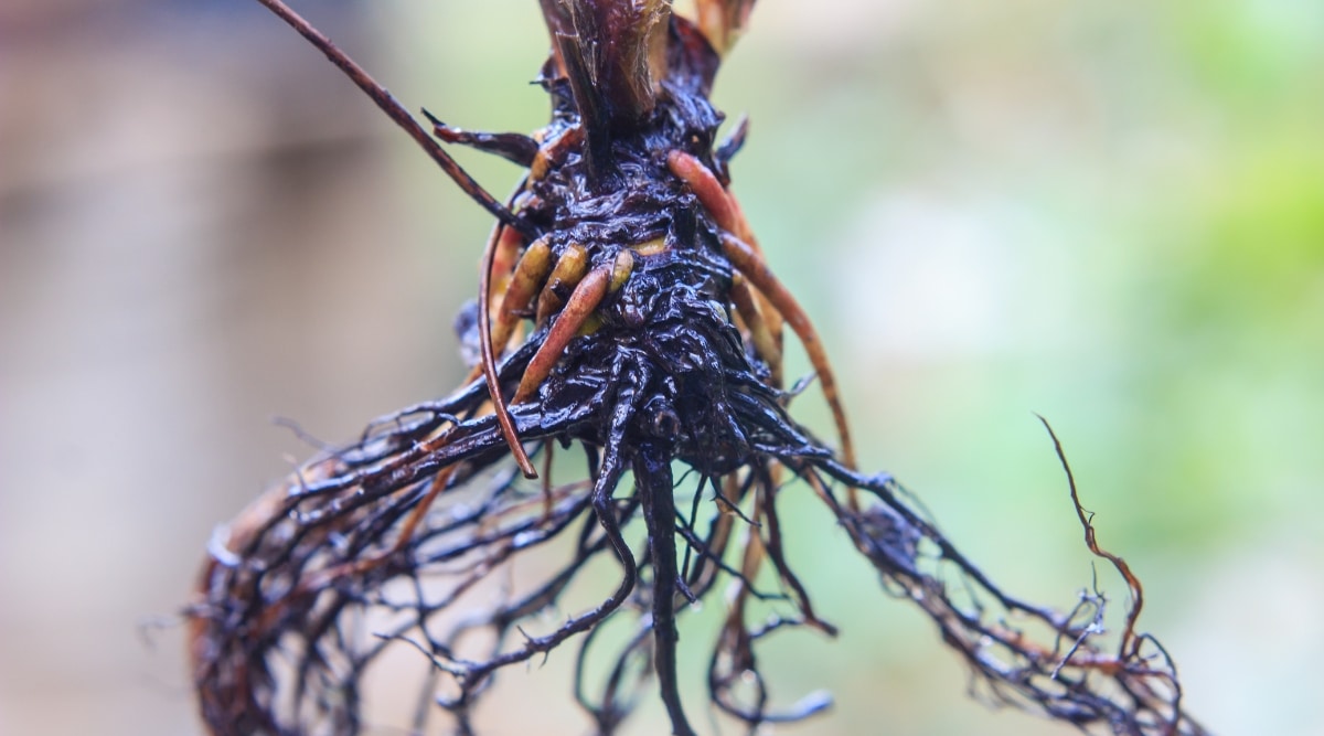 Un primer plano de las raíces desnudas de esta planta revela una red compleja de hebras delgadas y fibrosas que se entrelazan para formar la base de la estructura de la planta.  Las raíces están secas y parecen sin vida, sin la humedad necesaria para sostener el crecimiento de la planta.