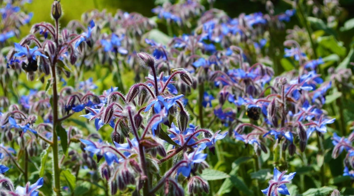 Varias flores de borraja son pequeñas, en forma de estrella y de color azul brillante.  Las ramas son gruesas, peludas y cubiertas de pelos ásperos.  Sus hojas verdes son grandes, ásperas y peludas que están dispuestas de forma alterna.
