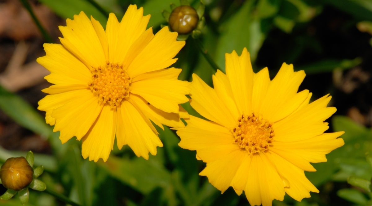 Primer plano de dos flores de Tickseed de flores grandes que tienen varios pétalos amarillos dispuestos alrededor de un disco central.  El disco central está compuesto de diminutas flores tubulares.