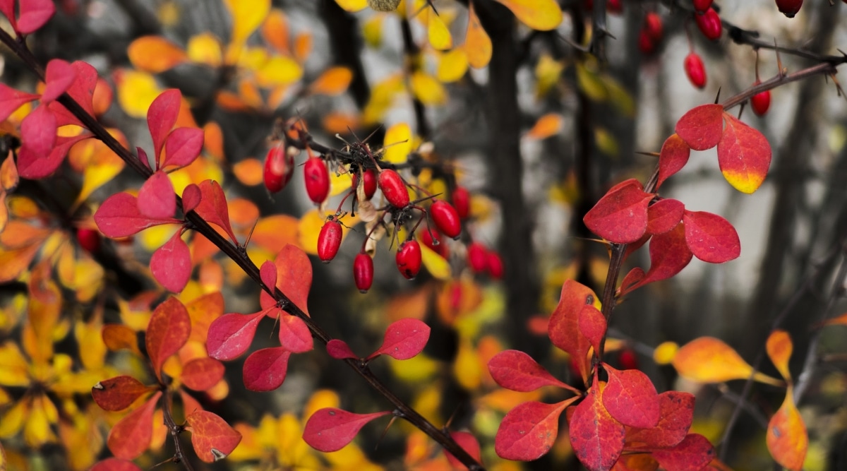 Un primer plano de una cereza de cornalina presenta frutas que tienen forma ovalada y tienen un color rojo brillante.  Las hojas son pequeñas y rojas que están unidas a ramas delgadas y oscuras.  En el fondo borroso, hay varios árboles grandes con hojas amarillas.