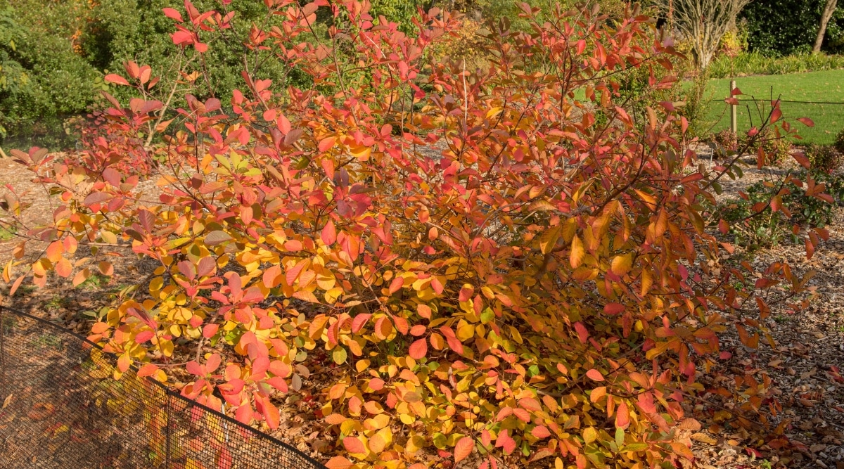 Plantado en suelo marrón, el American Smoke Tree se yergue alto y orgulloso.  Sus ramas se extienden hacia afuera, creando un dosel amplio y acogedor.  El follaje del árbol brilla bajo la luz del sol, produciendo impresionantes tonos de naranja y rojo.