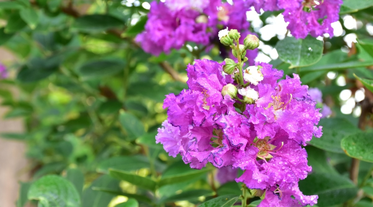 Esta fotografía de primer plano captura la belleza de las flores Powhatan.  Las flores son de un suave tono rosa y están dispuestas en un racimo apretado.  Las hojas son anchas y planas, y las ramas son delgadas y arremolinadas.