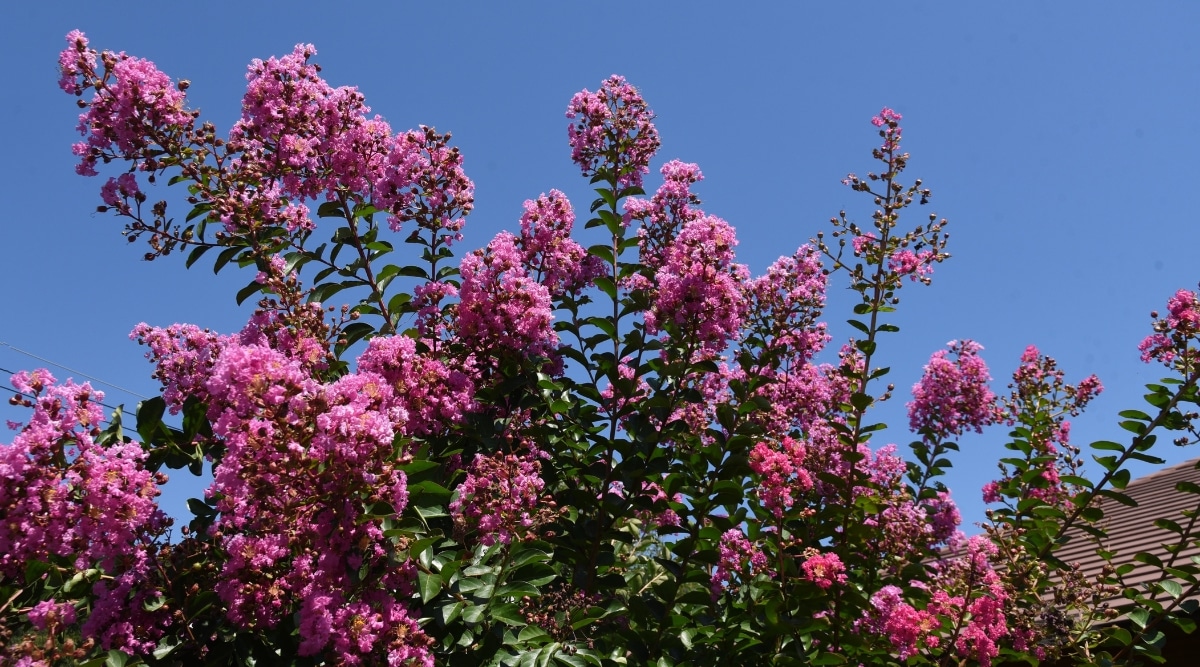 Esta imagen presenta un árbol Crape Myrtle con flores y hojas sobre un fondo azul cielo.  Las flores están dispuestas en racimos al final de las ramas y tienen un color rosa vibrante.  Las hojas tienen forma ovalada y son de color verde oscuro.  Las ramas son delgadas y curvas.