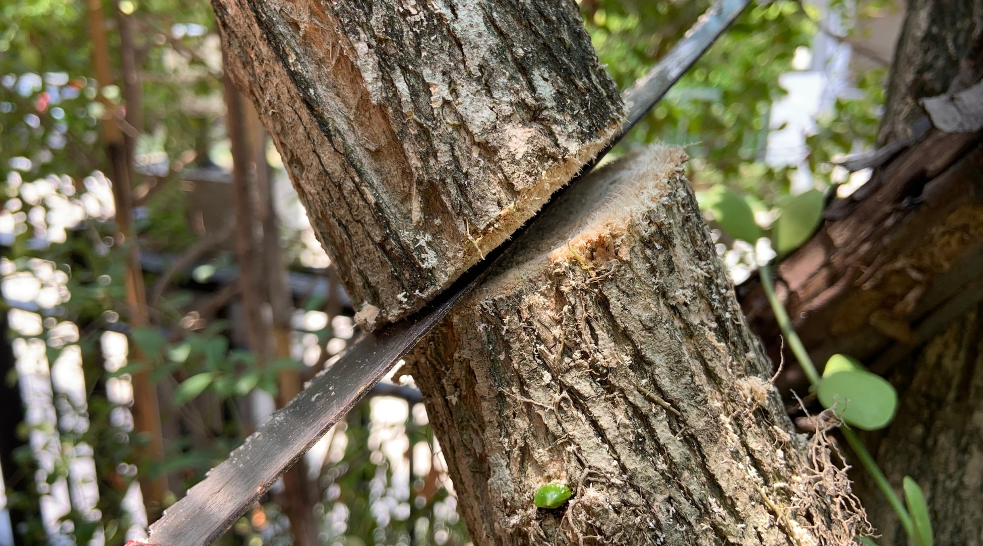 Usando una sierra para cortar un árbol viejo, el tronco marrón queda expuesto, mostrando su núcleo fuerte y robusto.  Hay otros árboles en el fondo.
