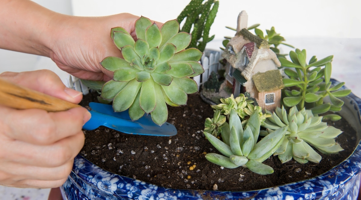 El jardinero está plantando una enorme maceta de cerámica azul con una deliciosa suculenta verde usando una pequeña pala de jardinería.  La maceta también tiene una pequeña figurita casera y otras suculentas prósperas.