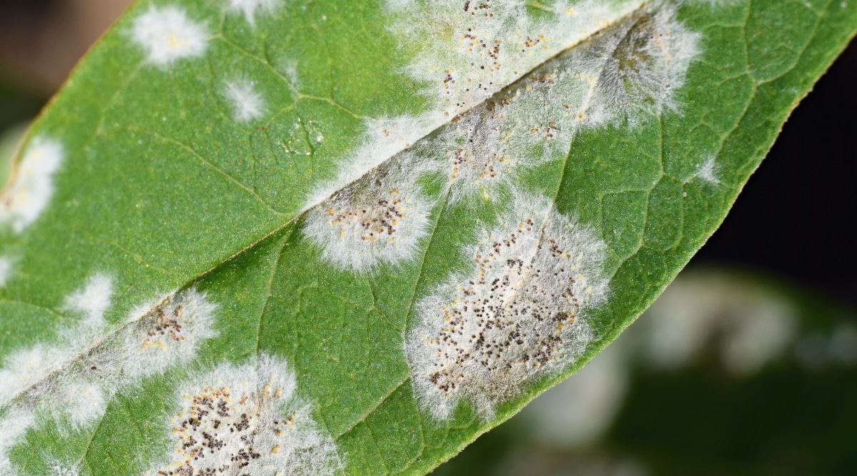 Esta imagen de primer plano muestra el mildiú polvoroso, una enfermedad fúngica, en el envés de una hoja.  La sustancia blanca en polvo es una masa de esporas de hongos.