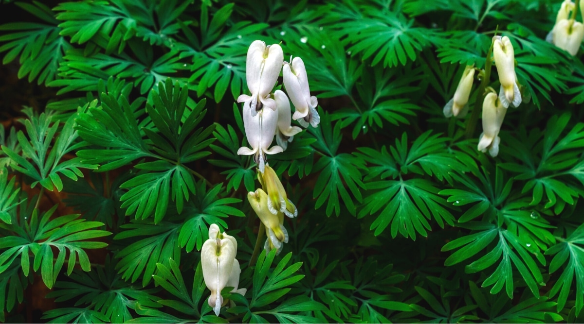 Hojas de color verde brillante, en forma de abanico, con pequeñas flores de color blanco satinado, que cuelgan de un peciolo en forma de gancho de pastor, en grupos de cuatro a ocho.