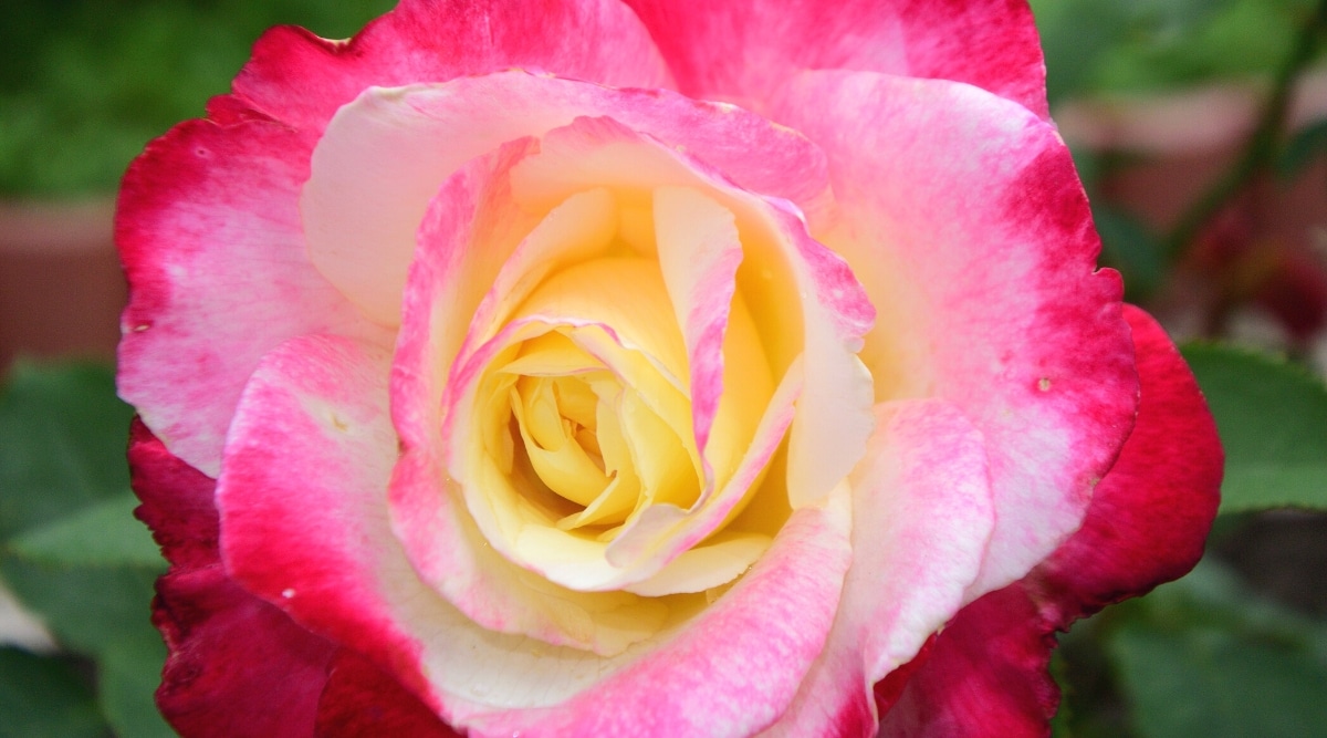 Primer plano de una flor de rosa 'Double Delight' contra un fondo de jardín borroso.  La flor es grande, doble y tiene pétalos redondeados de color marfil con bordes rojos.
