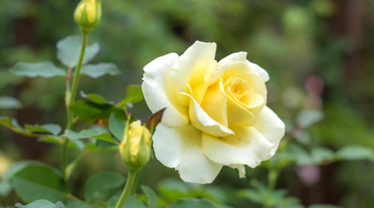 Primer plano de una rosa floreciente 'Elina' en el jardín, contra un fondo verde borroso.  La flor es grande, doble, con grandes pétalos redondeados de color amarillo cremoso.