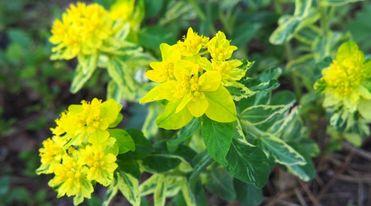 Un primer plano de Cushion Spurge muestra sus vibrantes flores amarillas.  Las ramas de la planta están cubiertas de hojas angostas de color verde brillante, creando un aspecto exuberante y vibrante.