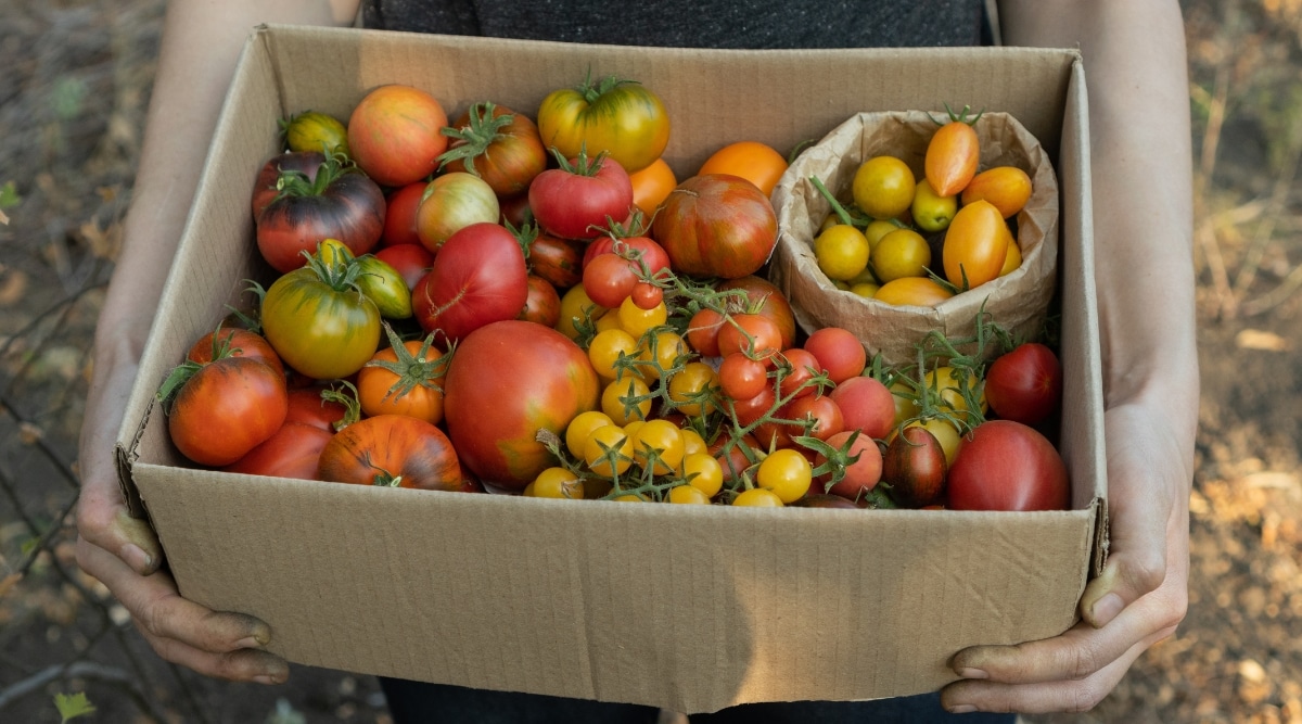 El jardinero sostiene una caja de cartón llena de tomates vibrantes de varias formas, tamaños y colores.  Hay tomates de color rojo intenso, regordetes y jugosos, rayados verdes y amarillos y pequeños tomates cherry.  Estos tomates parecen maduros y frescos.