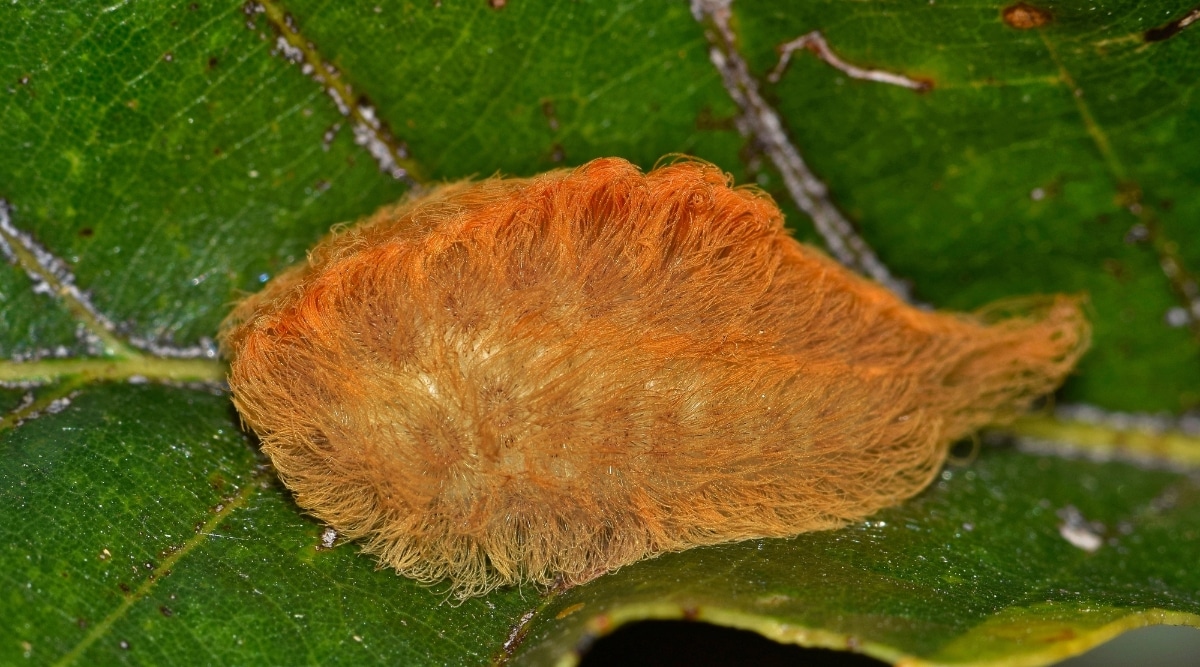 Una oruga de polilla de franela se arrastra sobre una hoja verde dañada.  Su cuerpo espinoso está cubierto de pelos de aspecto suave que se tiñen de blanco y amarillo.