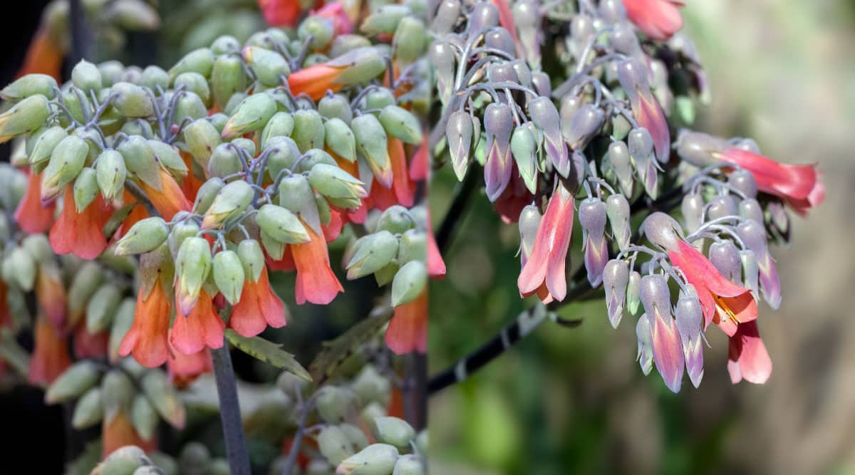 Flores en forma de campana de dos plantas diferentes de Kalanchoe que crecen erguidas y cuelgan en racimos, como candelabros.  Las flores de la izquierda son de color naranja rojizo y crecen a partir de capullos verdes.  Las flores de la derecha son de color rosa y crecen a partir de capullos de color púrpura grisáceo. 