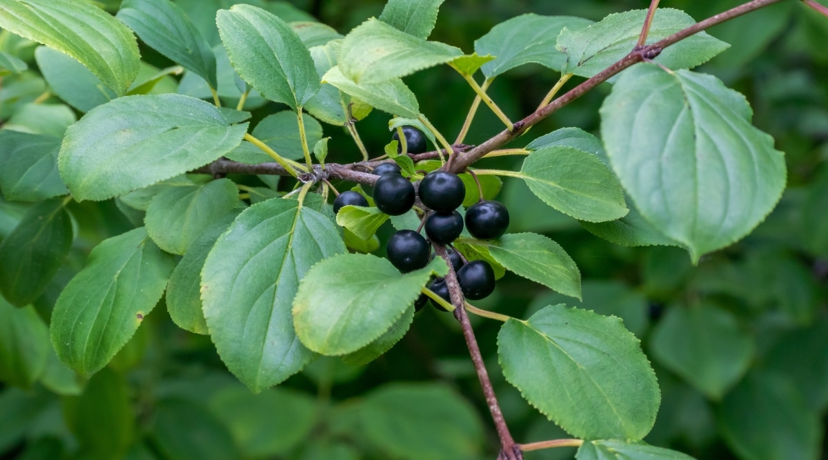 Primer plano de un pequeño racimo de bayas de color azul negruzco oscuro que crecen en una rama delgada con hojas verdes de forma ovalada.  El fondo está borroso con un exuberante follaje.