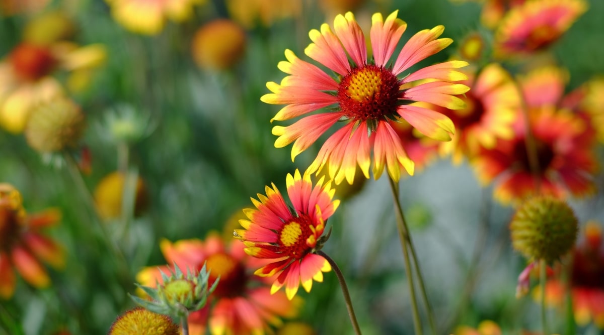 Un primer plano de las hermosas Flores de Manta en plena floración, con sus llamativos pétalos rojos y amarillos.  Las flores son relativamente pequeñas y tienen un centro distintivo en forma de cono.  Los tallos delgados, que sostienen las flores, también son visibles. 