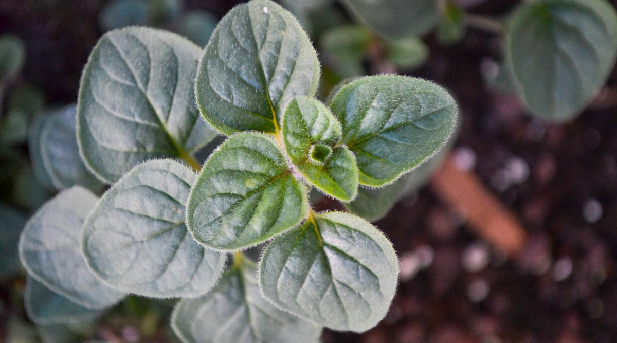 Vista superior, primer plano de hojas de orégano griego sobre un fondo de mezcla de suelo borroso.  La planta tiene un tallo erguido cubierto de hojas ovaladas, ligeramente peludas, de color verde oscuro.