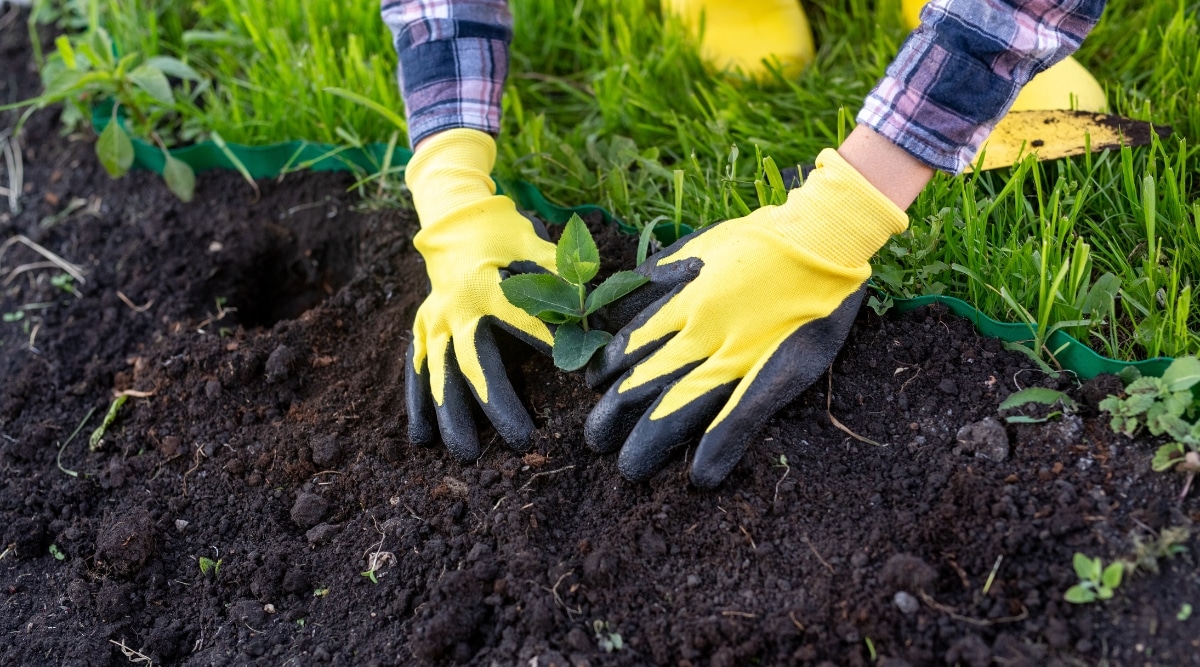 Un hombre está colocando una pequeña planta verde en el suelo rico y oscuro mientras usa guantes de jardinería amarillos.  El área alrededor del suelo está cubierta de hierba exuberante.