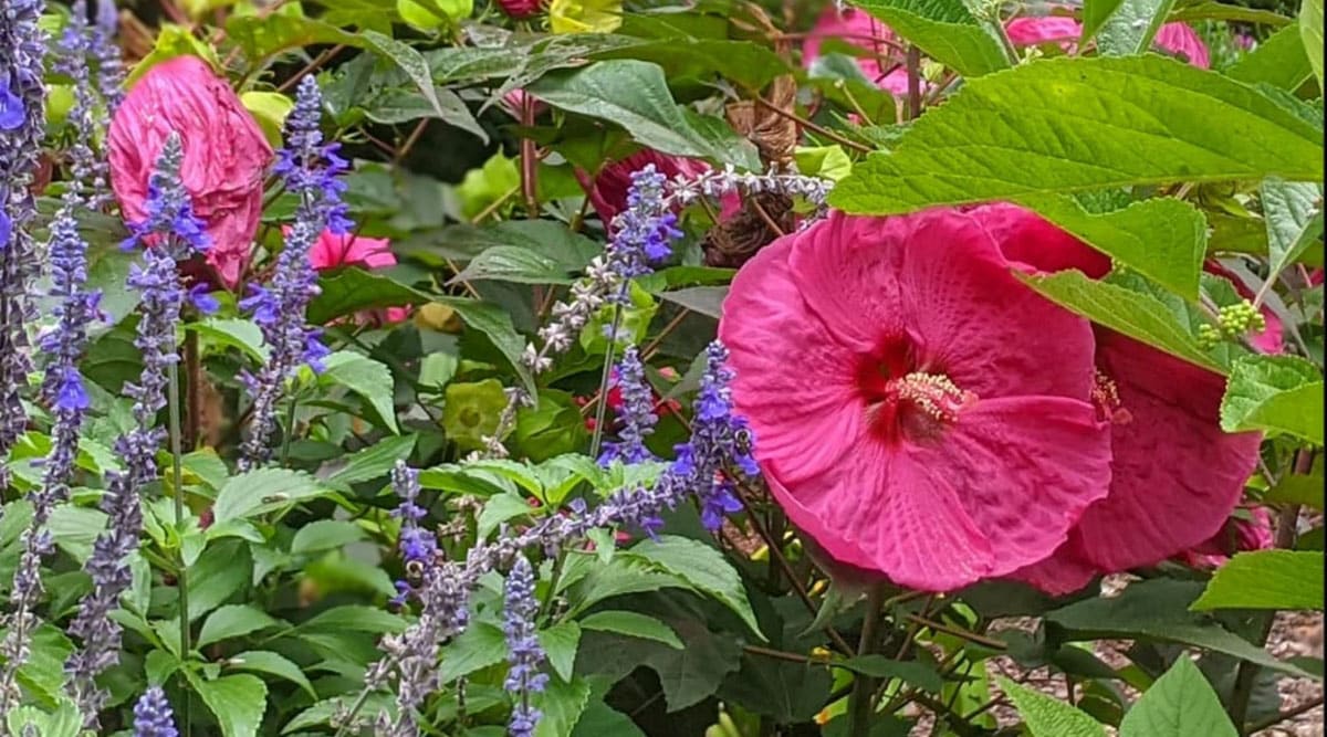 Flores redondas de color rosa brillante con un centro rojo y un estigma rosa cubierto de polen amarillo que crece entre follaje verde con bordes ligeramente aserrados en un jardín de flores.  Hay columnas delgadas de flores de color púrpura claro a la izquierda.