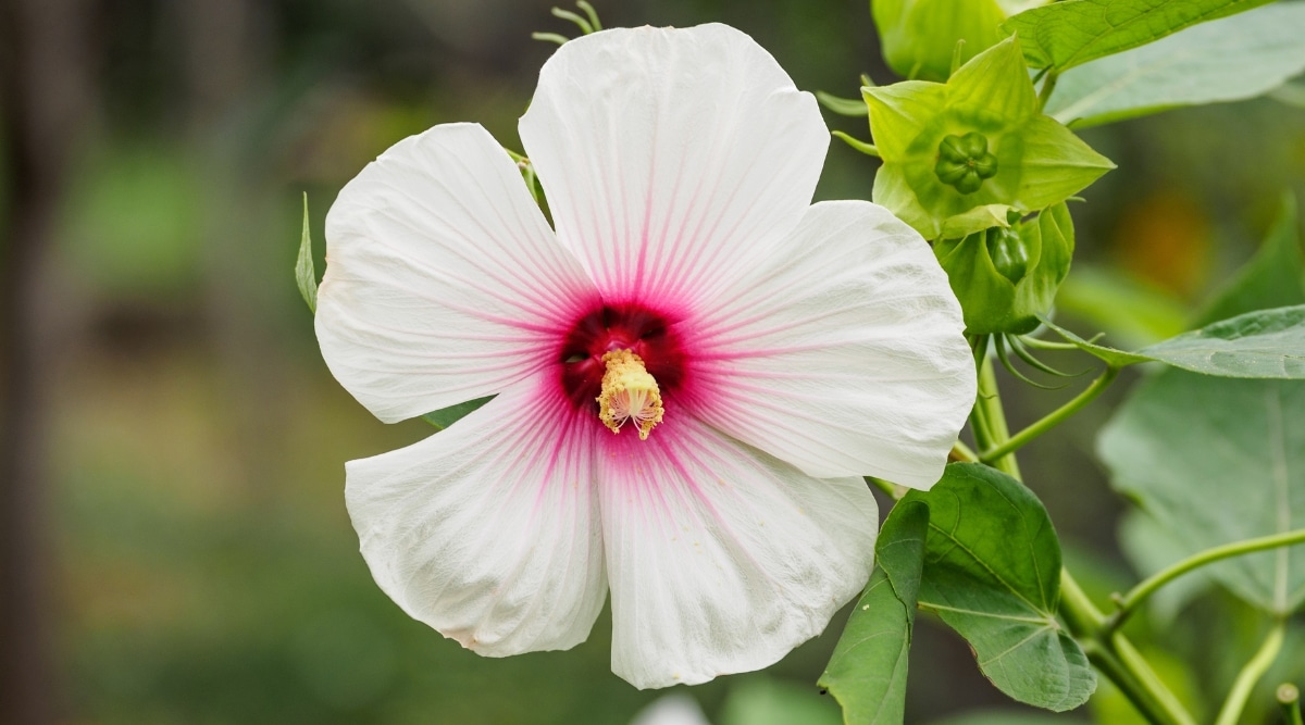 H. moscheutos tiene una flor que tiene un centro de color rosa intenso, pétalos blancos superpuestos y un mechón central de estambres de color amarillo brillante.  Las hojas circundantes tienen forma de corazón, aterciopeladas y de color verde oscuro.