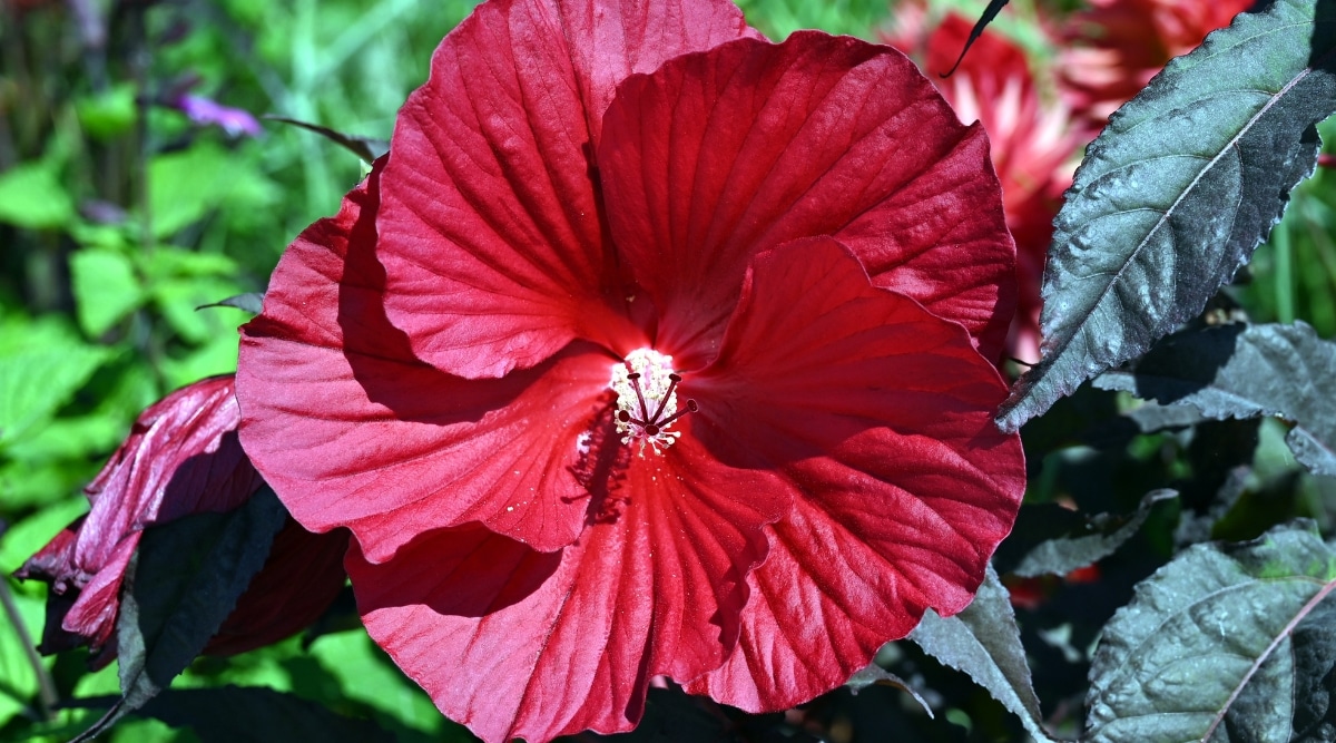 Primer plano de una flor de color rojo intenso que tiene cinco pétalos que se aletean unos sobre otros como un molinete.  El estambre central también es rojo y está cubierto de polen amarillo.  La planta tiene un follaje de color púrpura oscuro con bordes dentados.