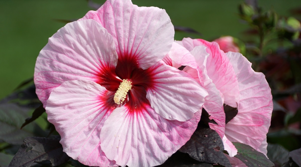 Primer plano de una gran flor de color rosa claro con un centro rojo brillante y un estambre alto de color amarillo pálido.
