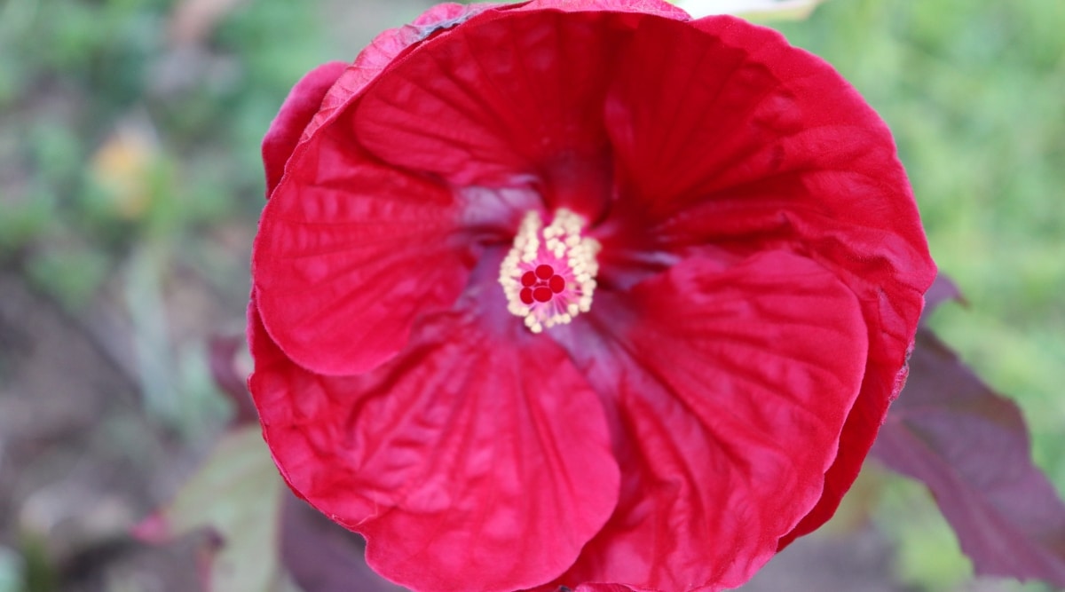 Primer plano de una gran flor de color rojo brillante con pétalos que tienen forma de copa.  En el centro hay un estambre alto de color amarillo pálido.