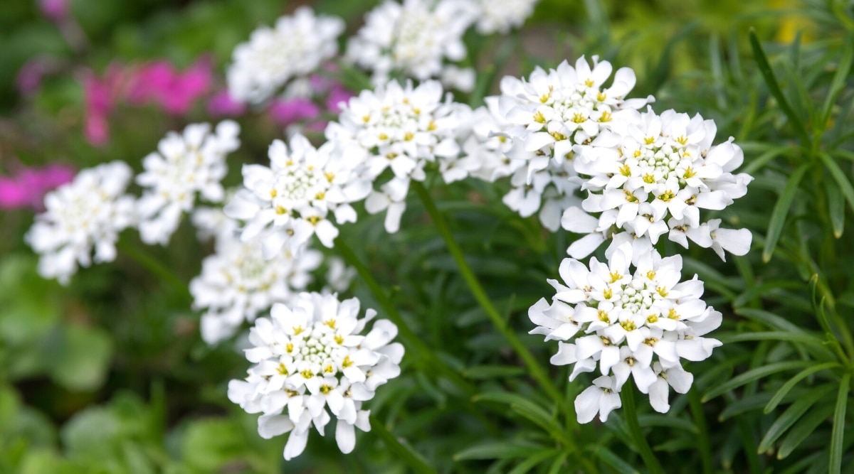 Un primer plano de las delicadas flores blancas de Candytuft.  Las pequeñas flores se agrupan en perfecta simetría, creando una hermosa alfombra de flores.  Las hojas son delgadas y de color verde intenso, lo que contrasta con las flores blancas como la nieve.