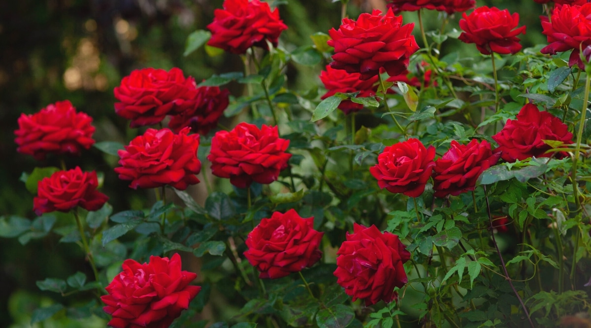 Arbusto de rosas grande y exuberante 'Ingrid Bergman' en el jardín.  La planta tiene tallos verticales cubiertos con hojas pinnadas compuestas de color verde oscuro.  Las flores son grandes, exuberantes, dobles, tienen pétalos rojos redondeados, cuyas puntas están ligeramente dobladas hacia atrás.
