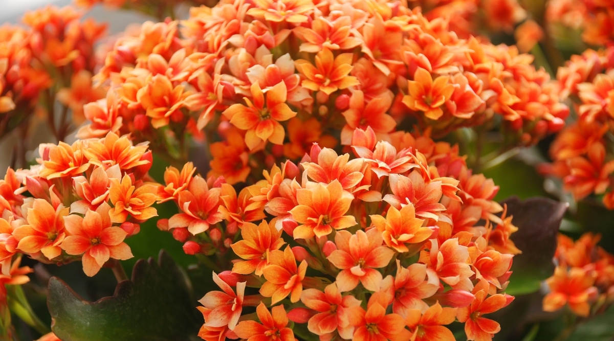 Un primer plano de Kalanchoe muestra sus impresionantes racimos de flores naranjas.  Las flores están muy juntas, formando un arreglo floral denso e intrincado.  Cada flor individual cuenta con ocho pétalos superpuestos con una delicada textura cerosa que brilla a la luz.