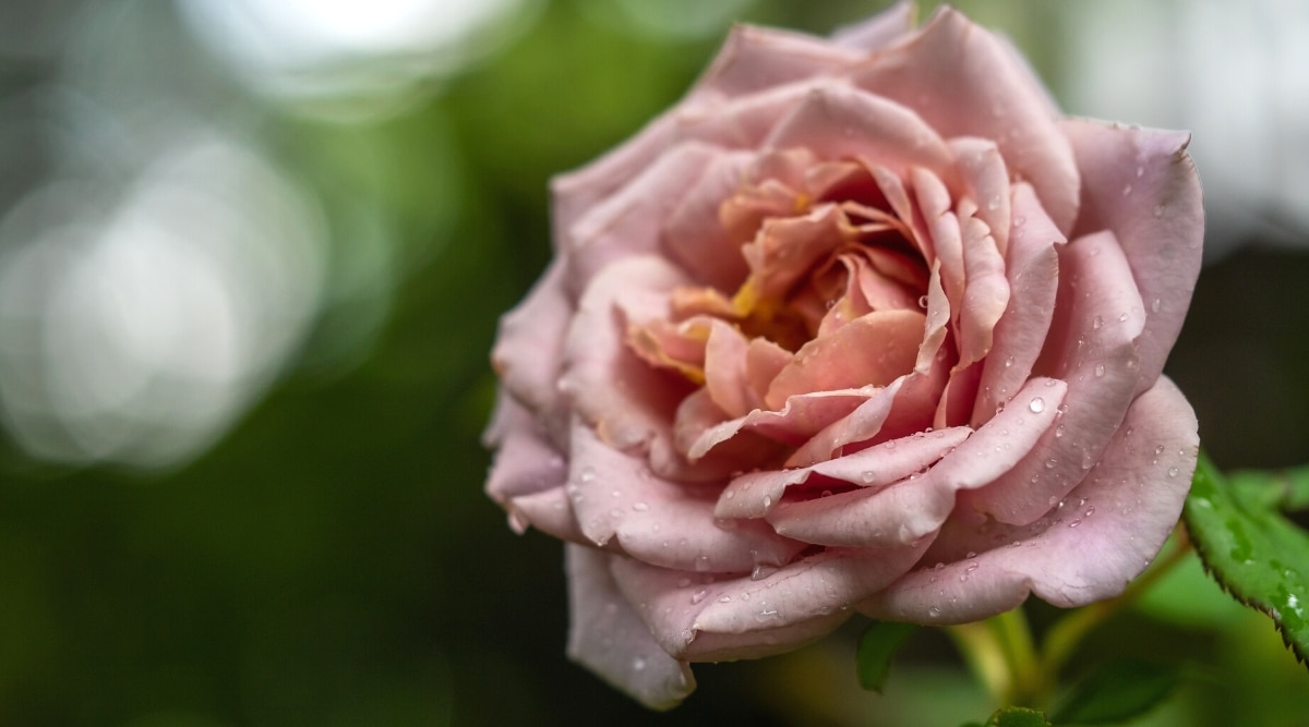 Primer plano de una flor de rosa 'Koko Loco' con gotas de rocío sobre un fondo verde borroso.  Una flor de coloración única, que combina tonos lavanda, chocolate ahumado y rosa intenso.  Los pétalos están rizados y ligeramente ahuecados.