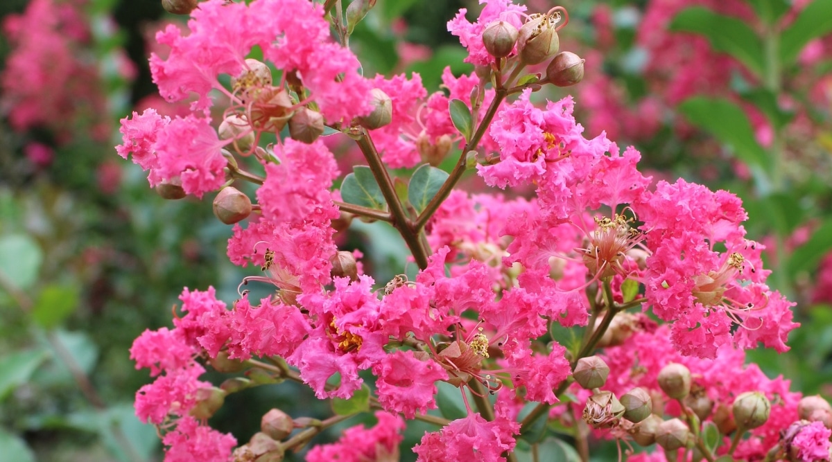 El racimo de flores Tuscarora se captura en esta imagen de primer plano.  Las flores están dispuestas en un racimo apretado y tienen un tono vibrante de color rosa que parece estar en plena floración.  Las ramas son largas, delgadas y marrones.