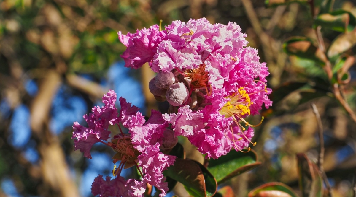 Esta fotografía de primer plano muestra las flores de Osage.  Las flores son de un impresionante tono magenta y rosa y están dispuestas en un racimo apretado.  Las hojas son brillantes y de color verde oscuro, y las ramas son delgadas y arremolinadas.