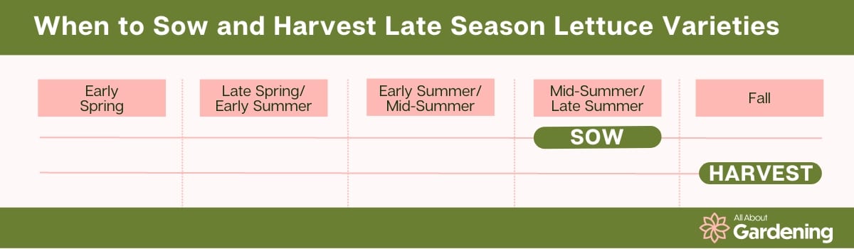 Gráfico que muestra cuándo sembrar y cosechar variedades de lechuga de temporada tardía.  Muestra que estas plantas deben sembrarse a mediados del verano hasta fines del verano y cosecharse en el otoño.