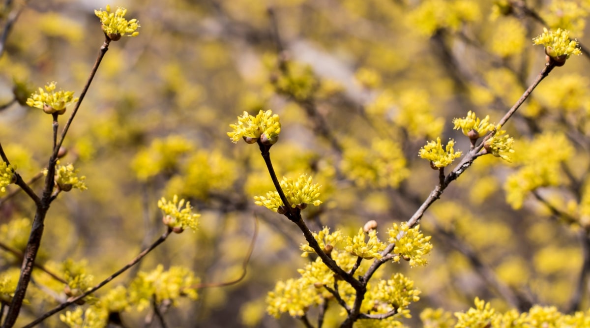 Ramas delgadas de color marrón oscuro con racimos de diminutas flores amarillas que crecen a lo largo de ellas.  Más ramas delgadas y oscuras con varios racimos de flores amarillas crecen en el fondo borroso.