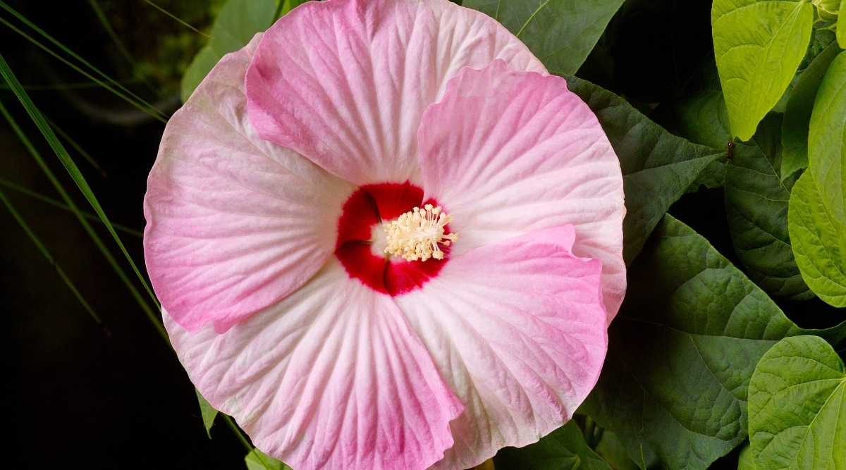 Primer plano de una gran flor rosa claro con un centro rosa brillante y un estambre amarillo pálido.