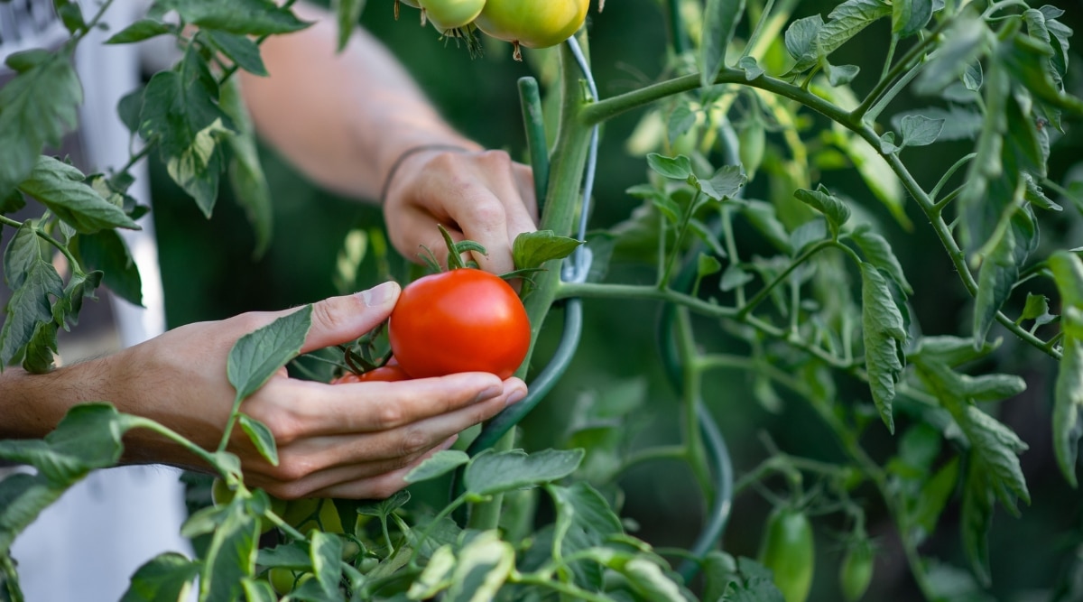 Un hombre arranca con cuidado un tomate rojo maduro de la planta, arrancándolo suavemente del tallo.  El tomate es perfectamente redondo, con una piel lisa y brillante y un color rojo vivo.  Las hojas verdes son anchas y onduladas, con puntas puntiagudas y una textura ligeramente peluda.