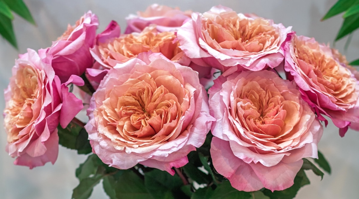 Primer plano de un ramo de rosas 'Miyabi' en un jarrón.  La rosa 'Miyabi' tiene flores dobles con pétalos finamente puntiagudos, y su forma general recuerda a un nenúfar.  Las flores tienen un centro de color beige a melocotón, y los pétalos exteriores, curvados hacia abajo, son de color rosa oscuro.