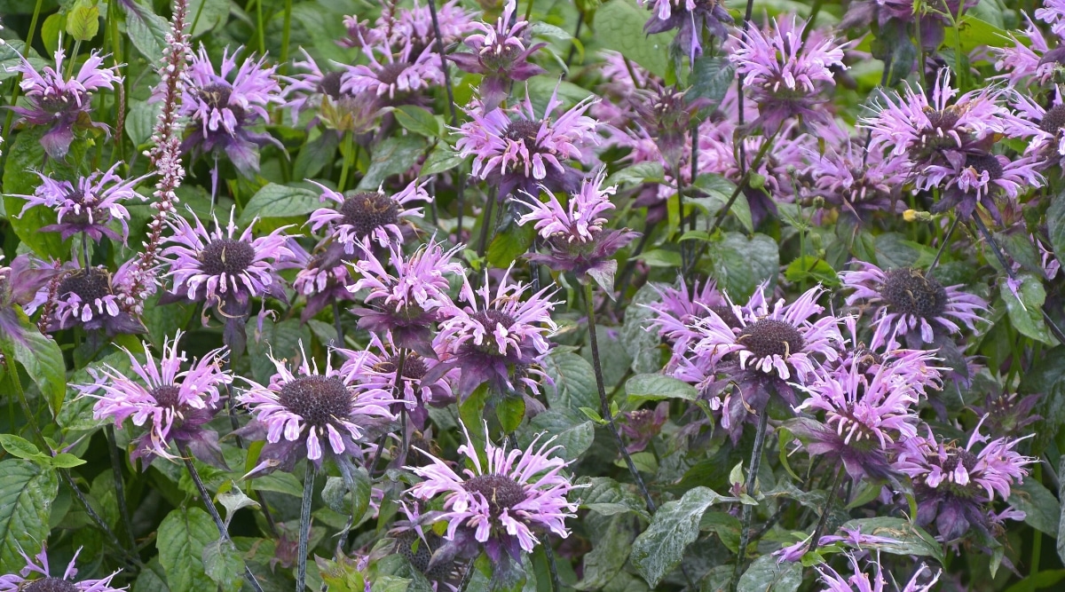 Primer plano de un campo de flores de color púrpura claro con pétalos puntiagudos que rodean un gran centro en forma de cúpula púrpura.  El follaje es verde y se abre alrededor de las flores.