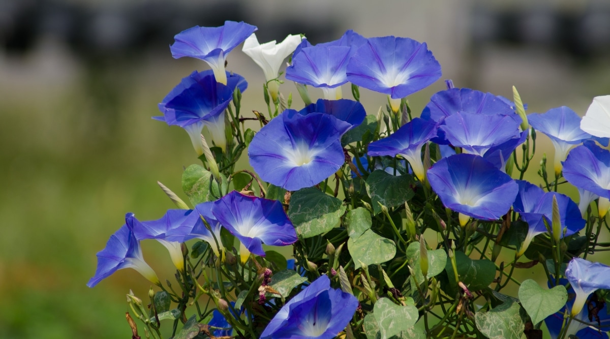 Primer plano de pequeñas flores azules con una base blanca en forma de trompeta que se extiende en pétalos azules brillantes en forma de abanico.